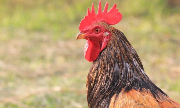 235 Good Names for Chickens: A Curated Compilation for Poultry Enthusiasts