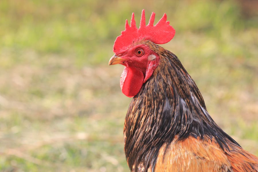 235 Good Names for Chickens: A Curated Compilation for Poultry Enthusiasts