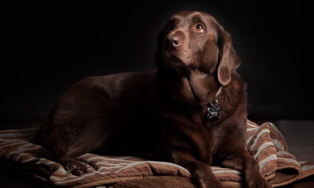 265 Good Names for Chocolate Labs: A Curated and Comprehensive List