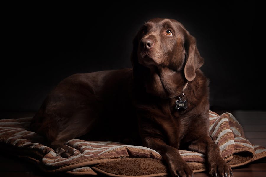 265 Good Names for Chocolate Labs: A Curated and Comprehensive List