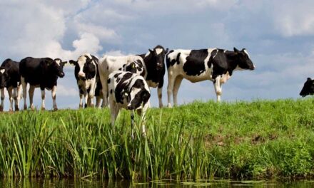 300 Good Names for Cows: A Compelling Collection