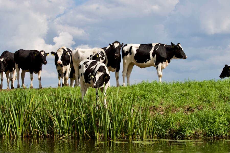 300 Good Names for Cows: A Compelling Collection