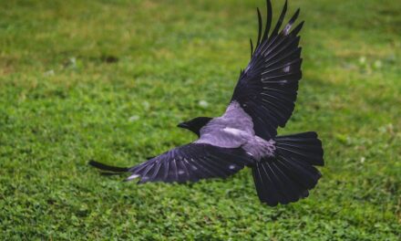 235 Good Names for Crows: A Compelling List for Bird Lovers