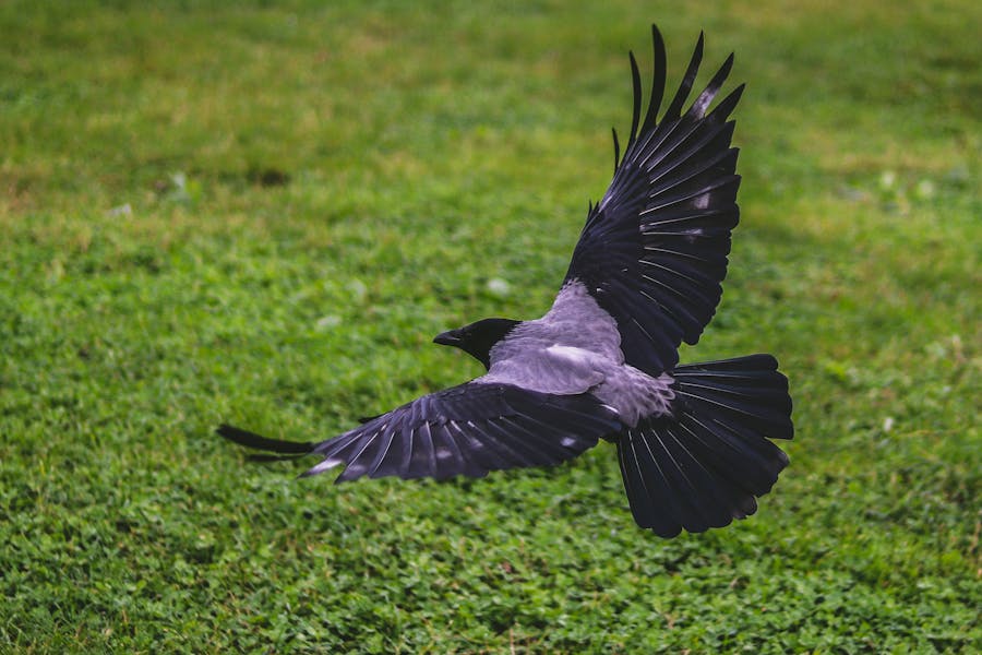 235 Good Names for Crows: A Compelling List for Bird Lovers