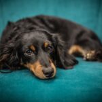 235 Good Names for Dachshund Girls and 243 Good Names for Dachshund Boys: A Compelling List of Good Names for Dachshunds