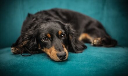 235 Good Names for Dachshund Girls and 243 Good Names for Dachshund Boys: A Compelling List of Good Names for Dachshunds