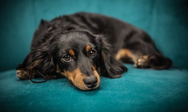 235 Good Names for Dachshund Girls and 243 Good Names for Dachshund Boys: A Compelling List of Good Names for Dachshunds