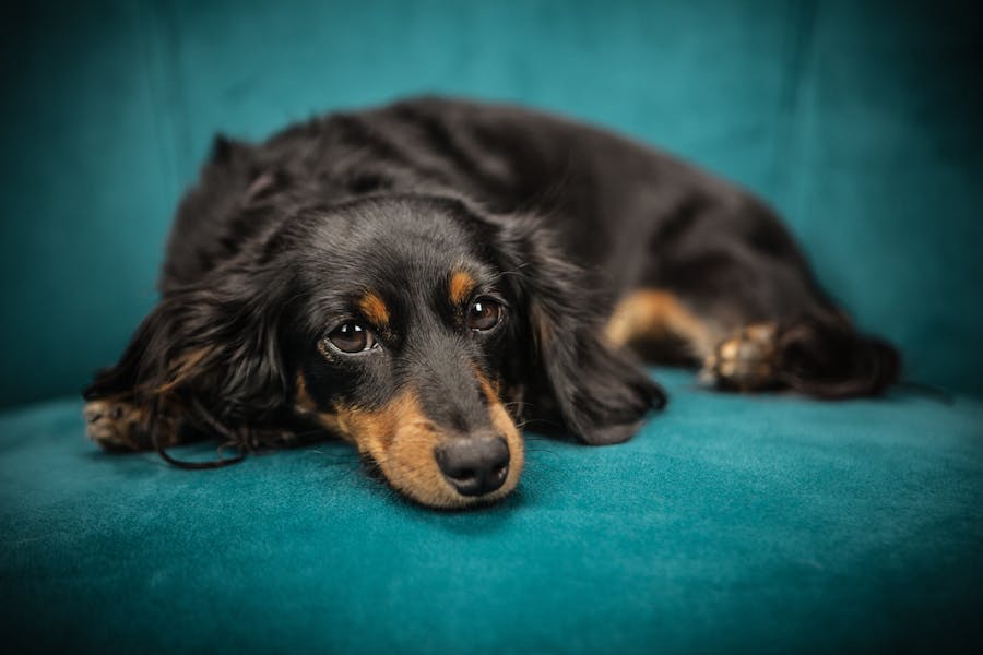 235 Good Names for Dachshund Girls and 243 Good Names for Dachshund Boys: A Compelling List of Good Names for Dachshunds