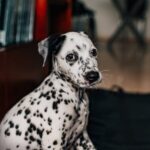 235 Good Names for Dalmatians: A Comprehensive List for Girls and Boys