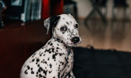235 Good Names for Dalmatians: A Comprehensive List for Girls and Boys