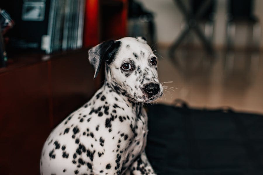235 Good Names for Dalmatians: A Comprehensive List for Girls and Boys