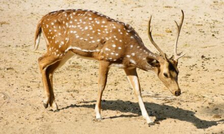 285 Good Names for Deer: A Curated Collection That Appeals to Nature Lovers