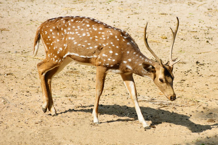 285 Good Names for Deer: A Curated Collection That Appeals to Nature Lovers