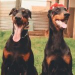 235 Good Names for Dobermans: A Curated List for All Enthusiasts