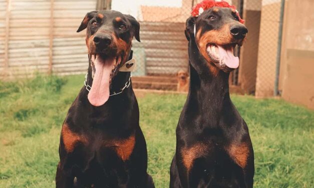 235 Good Names for Dobermans: A Curated List for All Enthusiasts