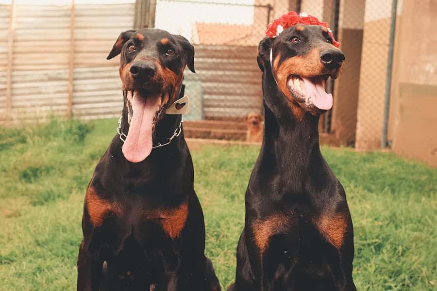 235 Good Names for Dobermans: A Curated List for All Enthusiasts