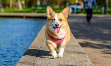 235 Good Names for Dogs: A Comprehensive List for Your Furry Friends