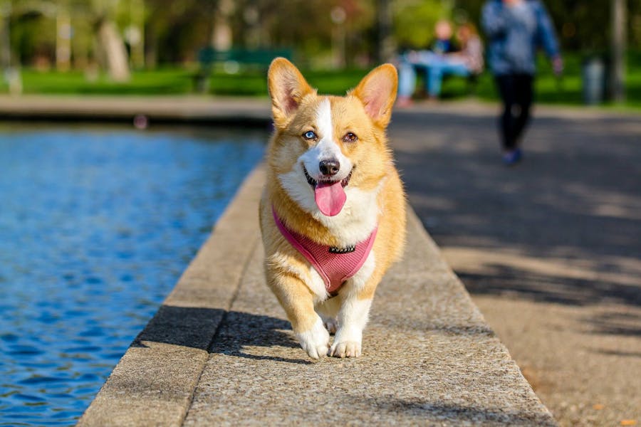 235 Good Names for Dogs: A Comprehensive List for Your Furry Friends