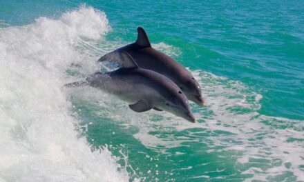 235 Good Names for Dolphins: A Curated List for Animal Enthusiasts