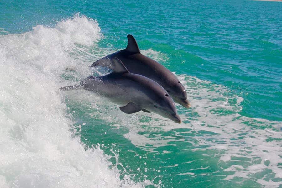 235 Good Names for Dolphins: A Curated List for Animal Enthusiasts