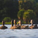 235 Good Names for Ducks: A Compelling List for Your Feathered Friends