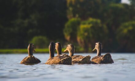 235 Good Names for Ducks: A Compelling List for Your Feathered Friends