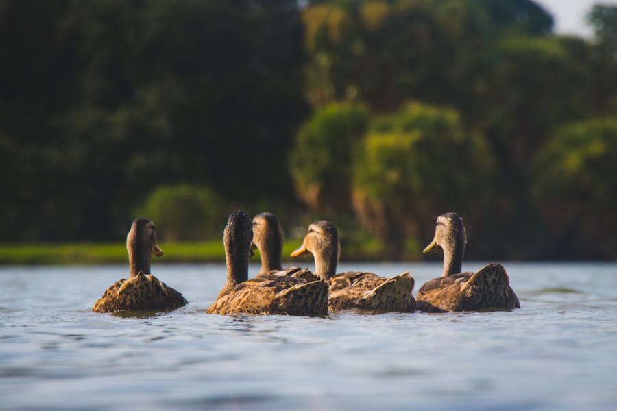 235 Good Names for Ducks: A Compelling List for Your Feathered Friends