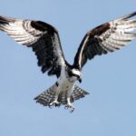 235 Good Names for Eagles: A Compelling List for Your Majestic Companion