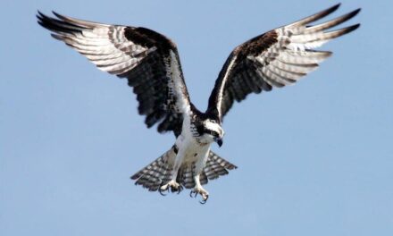 235 Good Names for Eagles: A Compelling List for Your Majestic Companion