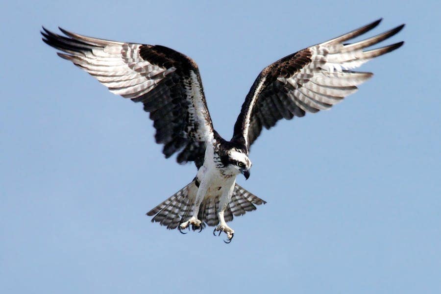 235 Good Names for Eagles: A Compelling List for Your Majestic Companion