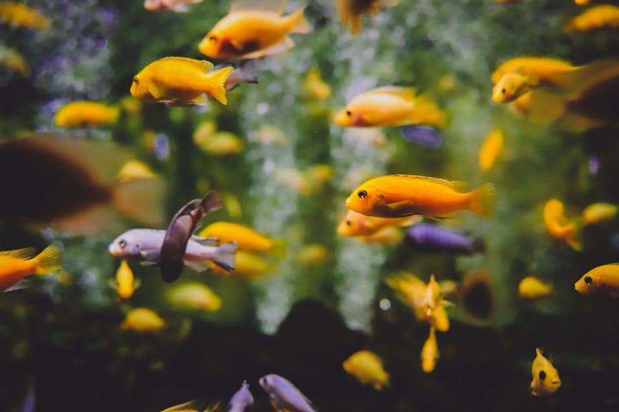 235 Good Names for Fish: A Comprehensive List of Creative Ideas