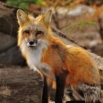 235 Good Names for Foxes: A Compelling List for Your Furry Friend