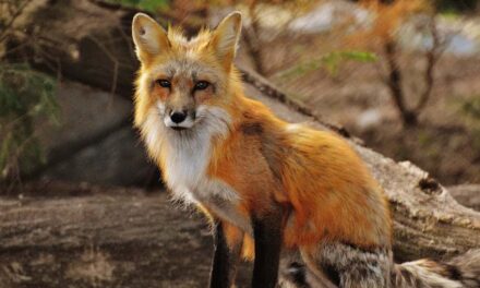 235 Good Names for Foxes: A Compelling List for Your Furry Friend