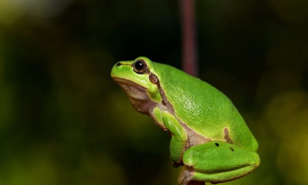 235 Good Names for Frogs: A Comprehensive and Inspiring List