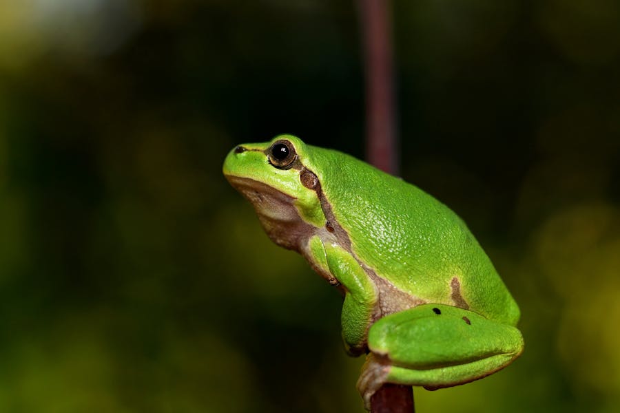 235 Good Names for Frogs: A Comprehensive and Inspiring List