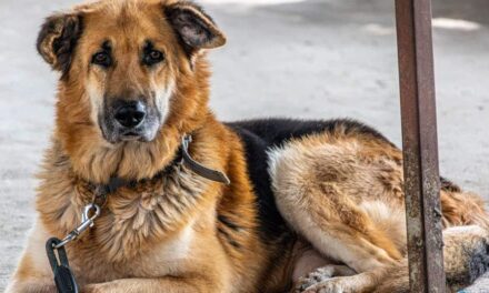 235 Good Names for German Shepherds: A Compelling List