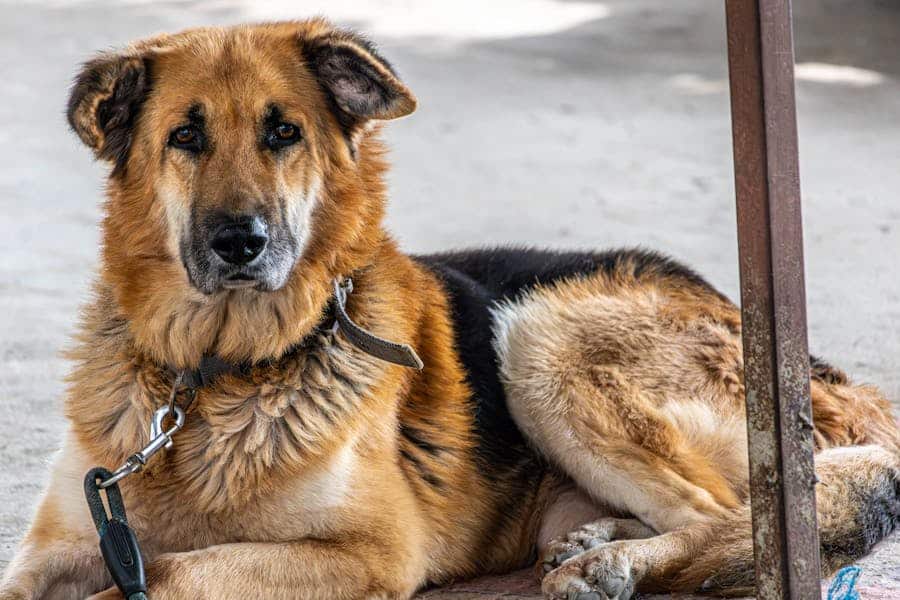 235 Good Names for German Shepherds: A Compelling List