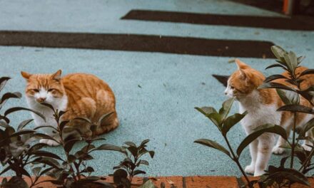 270 Good Names for Ginger Cats: A Comprehensive List for Every Feline