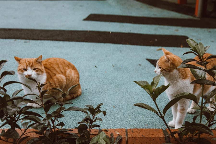 270 Good Names for Ginger Cats: A Comprehensive List for Every Feline