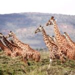 235 Good Names for Giraffes: A Captivating List for Unique Giraffe Names