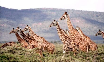 235 Good Names for Giraffes: A Captivating List for Unique Giraffe Names