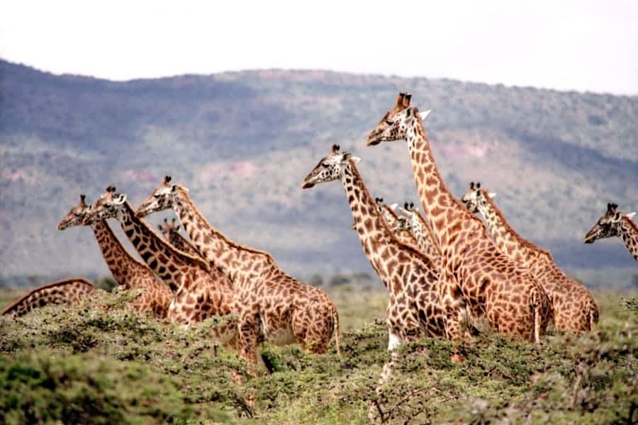 235 Good Names for Giraffes: A Captivating List for Unique Giraffe Names
