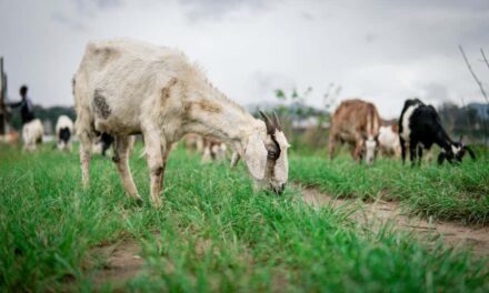 235 Good Names for Goats: A Compelling List for Pet Enthusiasts