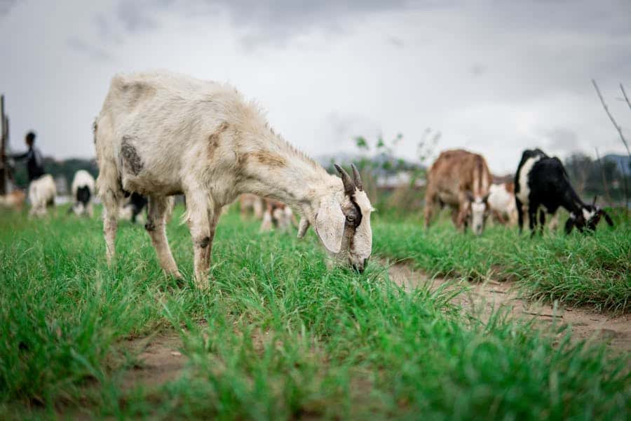 235 Good Names for Goats: A Compelling List for Pet Enthusiasts