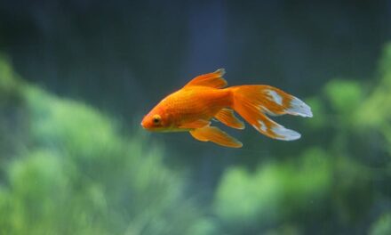 Good Names for Goldfish: A Comprehensive Name List for Your Aquatic Companion