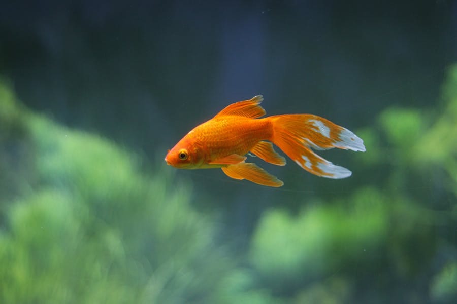 Good Names for Goldfish: A Comprehensive Name List for Your Aquatic Companion