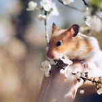 265 Good Names for Hamsters: A Diverse List of Endearing Choices