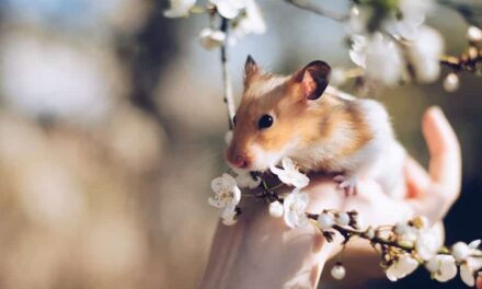 265 Good Names for Hamsters: A Diverse List of Endearing Choices