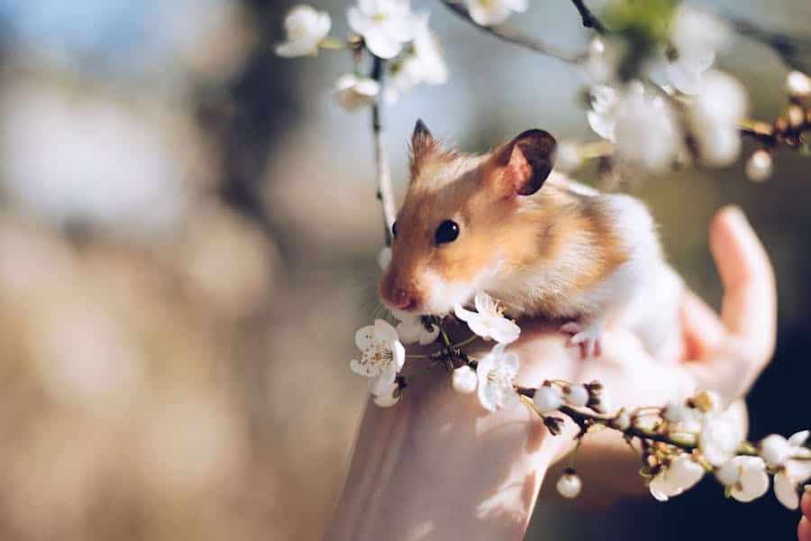 265 Good Names for Hamsters: A Diverse List of Endearing Choices
