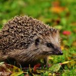257 Good Names for Hedgehogs: A Preferred List for Your Spiky Companion